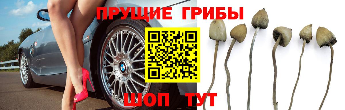 Псилоцибиновые грибы GOLDEN TEACHER Новотроицк